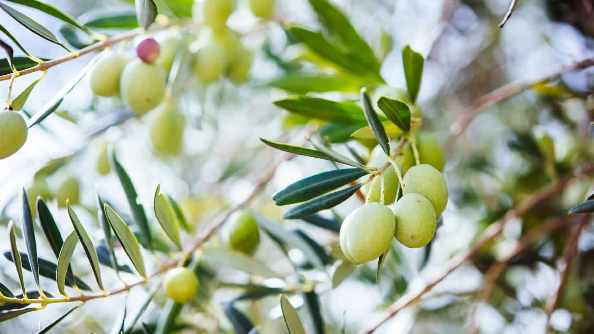 Learn How to Grow Olive Trees in the Home Landscape