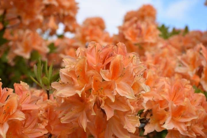 Photo of orange azalea to show the difference between rhododendrons and azaleas