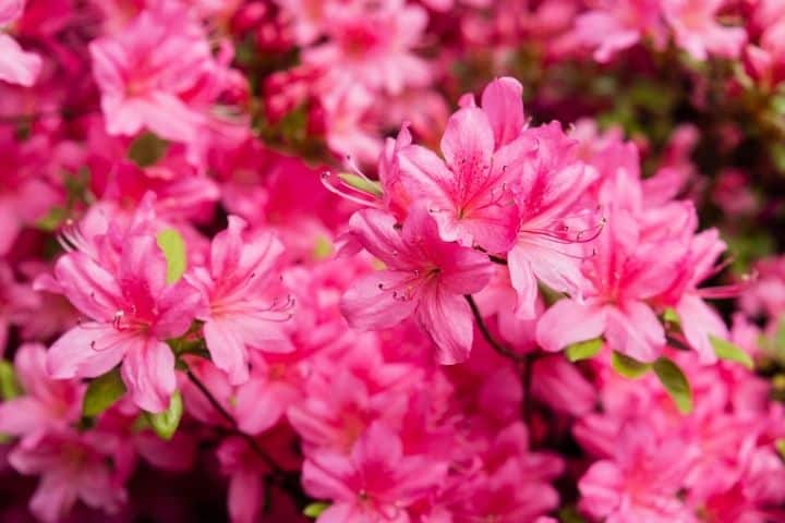 Pink Rhododendron to show difference between rhododendrons and azaleas