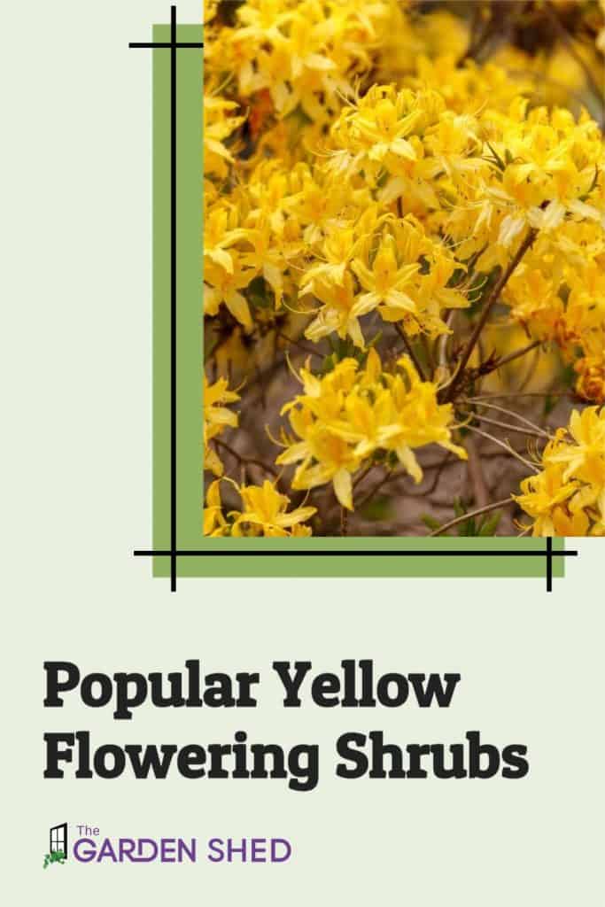 Popular Yellow Flowering Shrubs