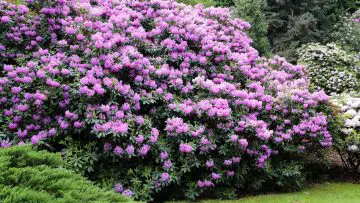 photo of rhododendron bush