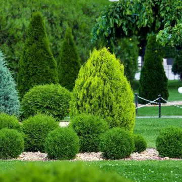 Photo of evergreen shrubs for full sun in various sizes