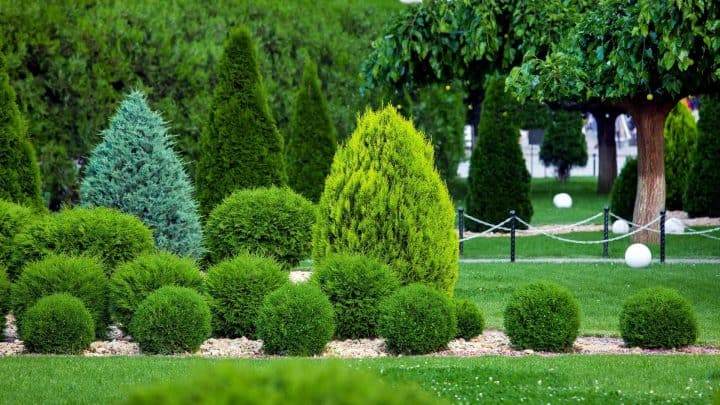 Photo of evergreen shrubs for full sun in various sizes
