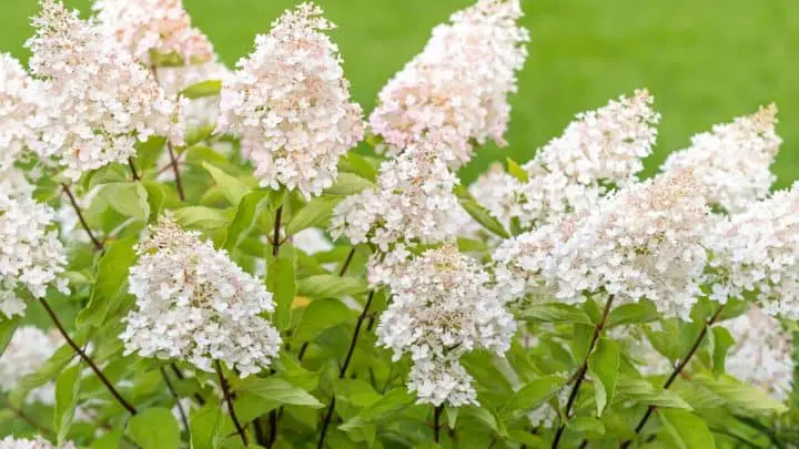 Photo of white flowering shrubs for planting in the garden