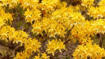 photo of azaleas to show popular yellow flowering shrubs for your garden