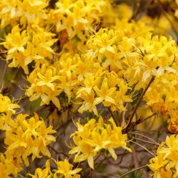 photo of azaleas to show popular yellow flowering shrubs for your garden