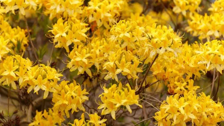 popular-yellow-flowering-shrubs-the-garden-shed