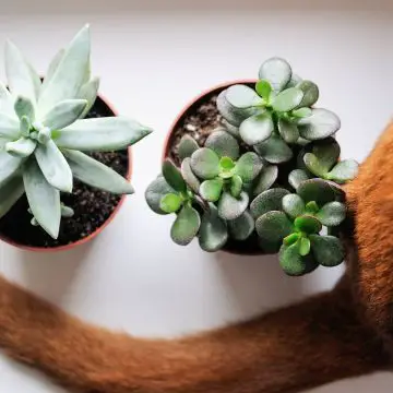 Are Succulents Poisonous to Cats? Here is a photo of a cat near two succulents
