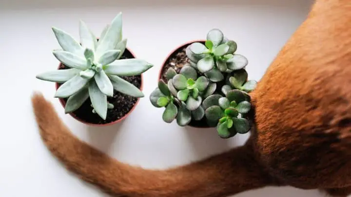 Are Succulents Poisonous to Cats? Here is a photo of a cat near two succulents