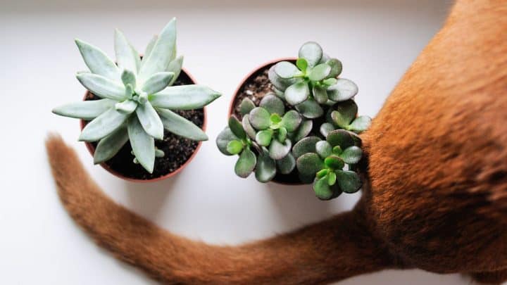 Are Succulents Poisonous to Cats? Here is a photo of a cat near two succulents