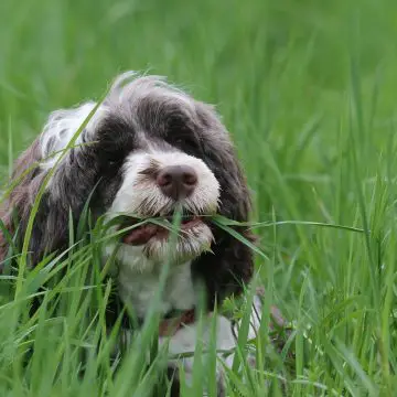 Photo of dog eating grass