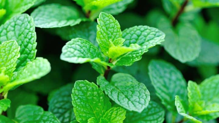 Can dogs eat mint? Photo of mint plant for article