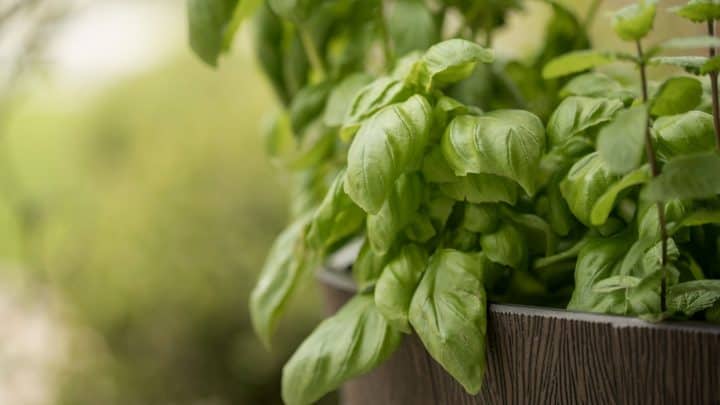 How to Propagate Basil Article Photo