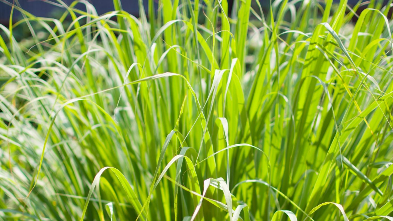 Does Lemongrass Repel Mosquitoes? The Garden Shed