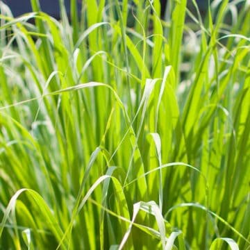 Does Lemongrass Repel Mosquitoes? Article image