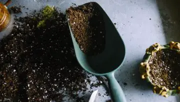 Potting Soil vs. Garden Soil Article photo