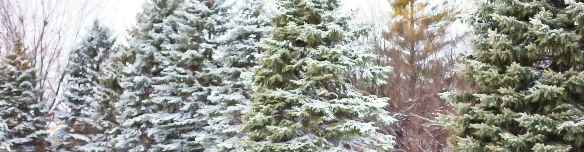How to Plant a Live Christmas Tree Blog Article Image
