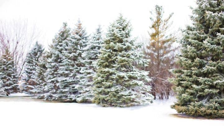 How to Plant a Live Christmas Tree Blog Article Image