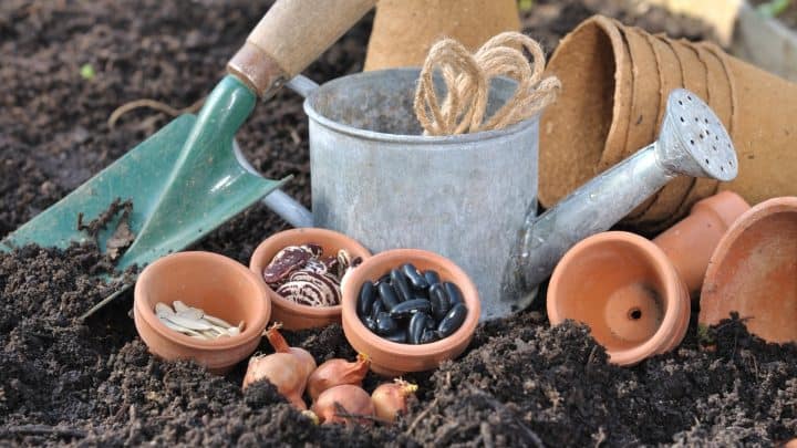 Choosing Seeds For Your Garden Article Image