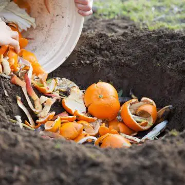 How and When to Add Compost in Spring Blog Article image