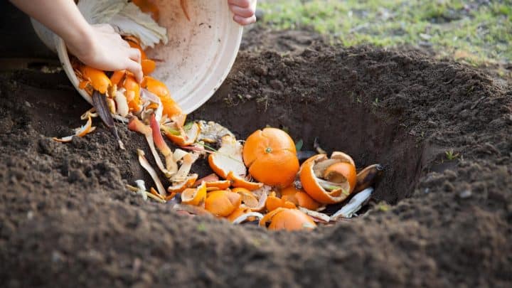 How and When to Add Compost in Spring Blog Article image
