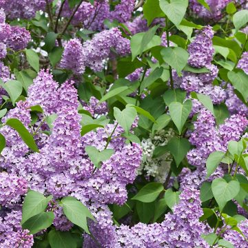 How to Prune Lilacs blog article image