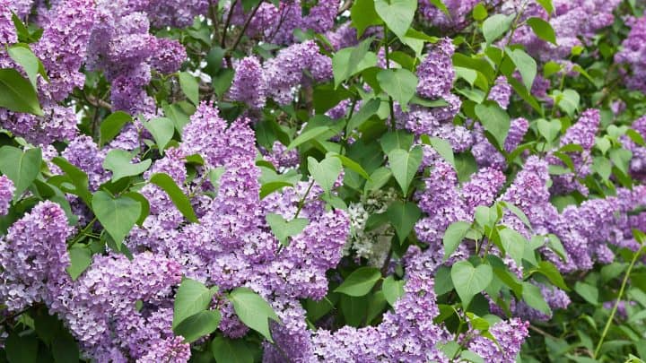 How to Prune Lilacs blog article image