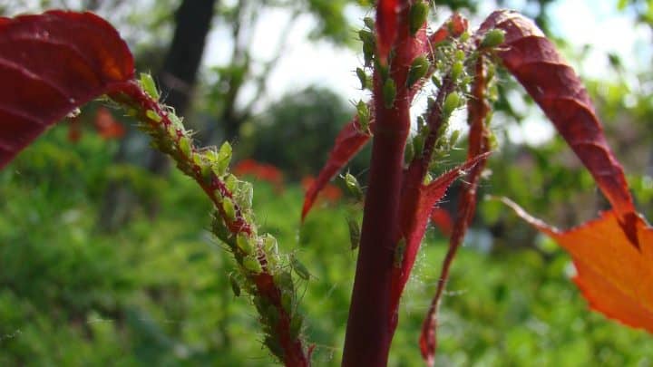 How to Handle Aphid Infestation