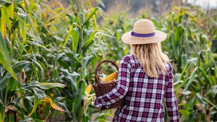 How to Grow Corn