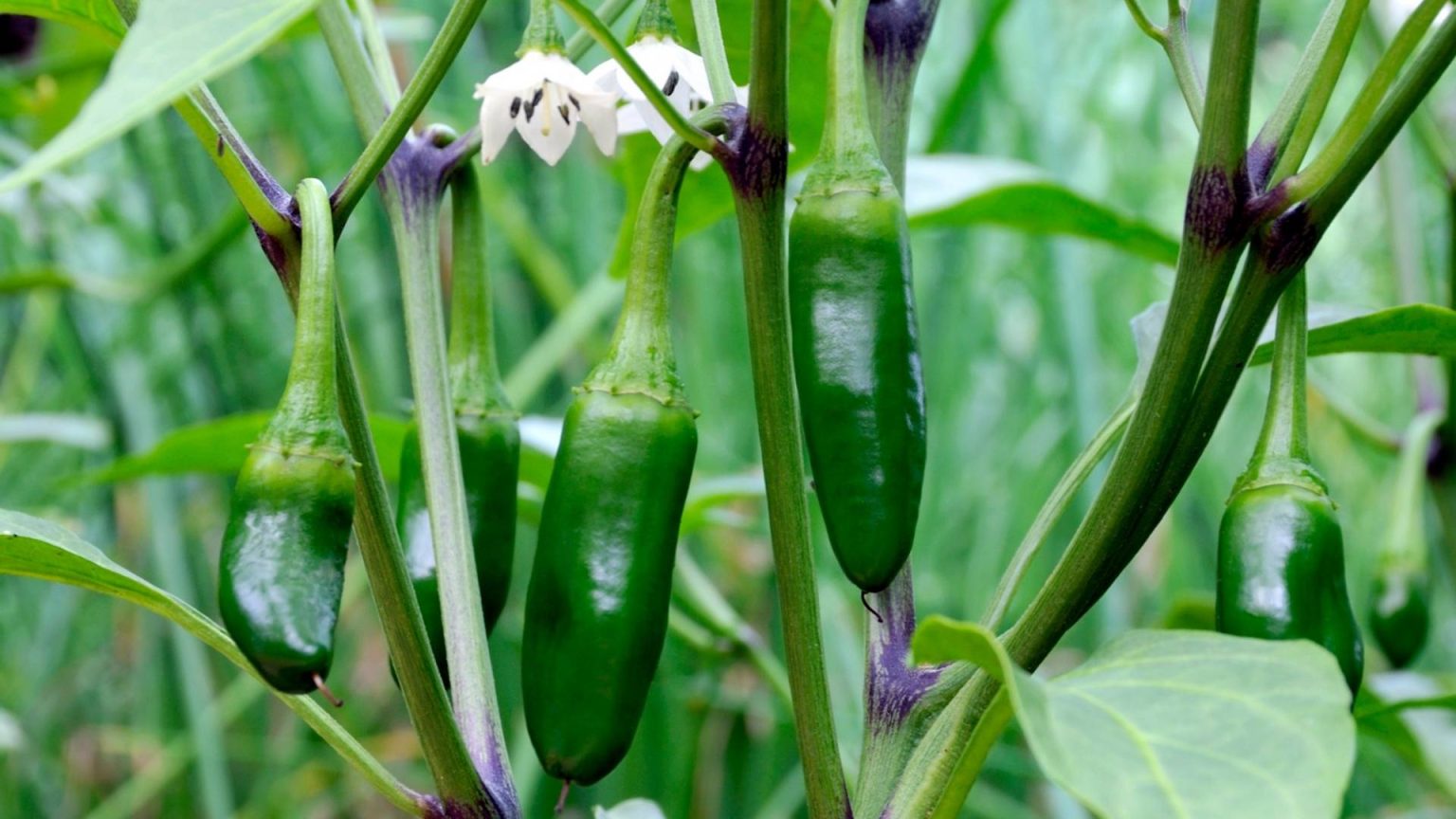 How to Grow Jalapeños The Garden Shed