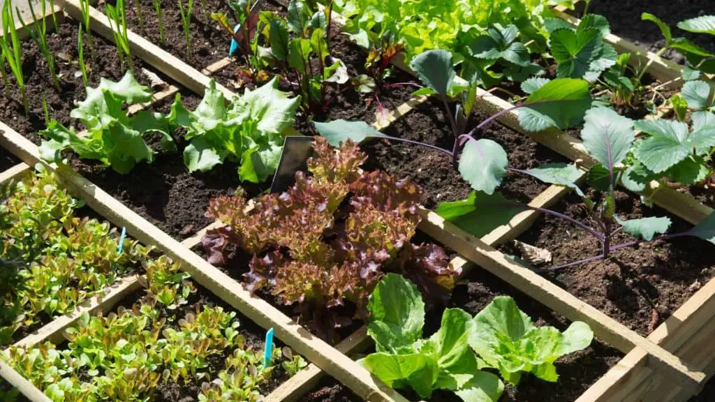 square-foot-gardening-the-garden-shed