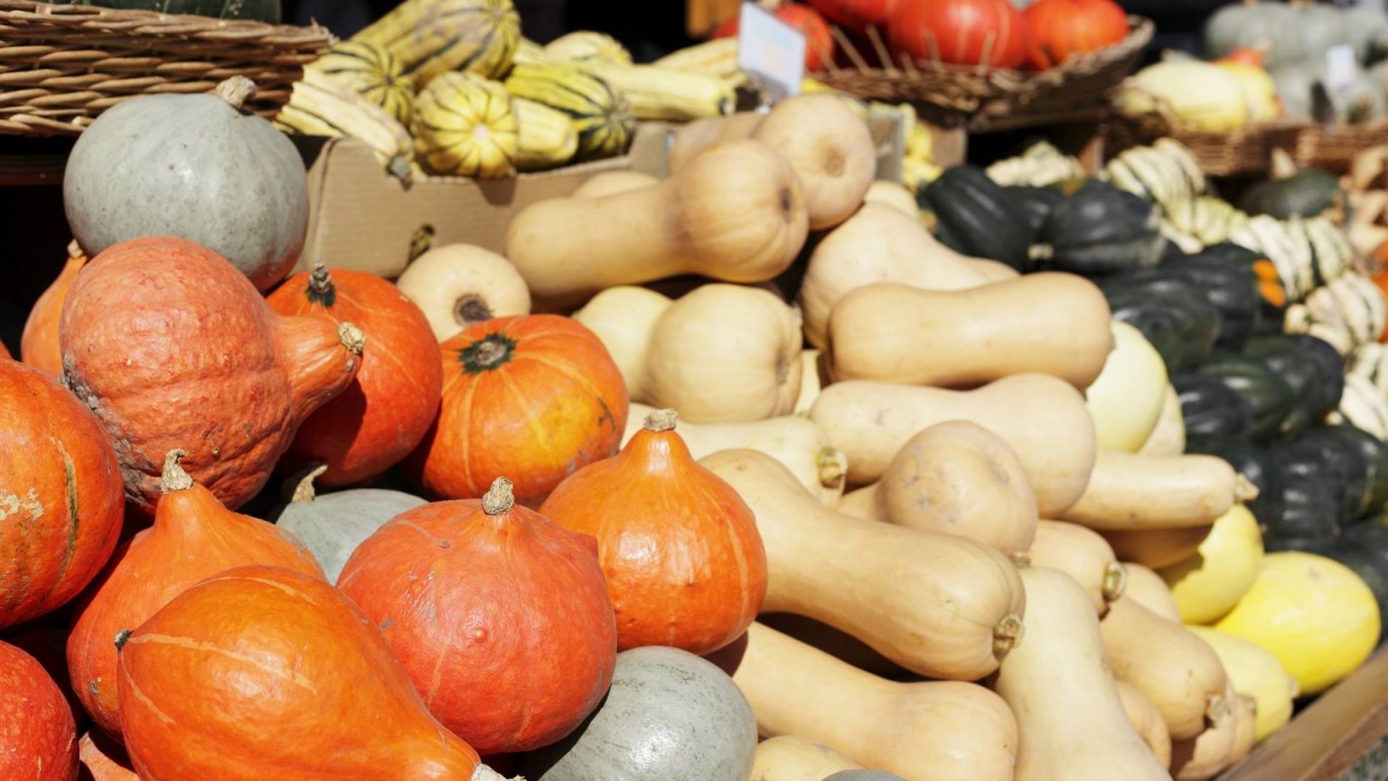 When to Plant Winter Squash The Garden Shed