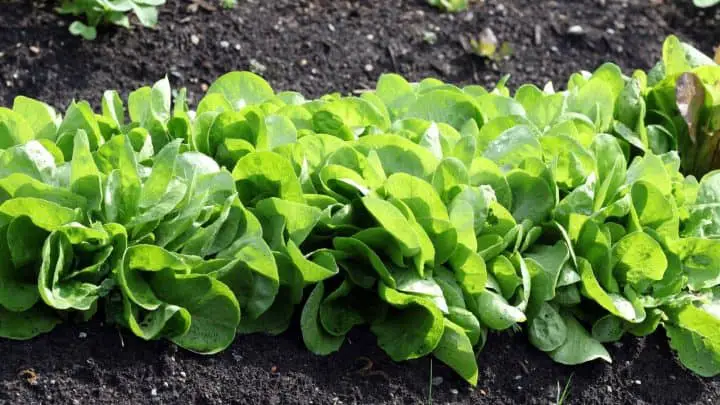 Growing lettuce