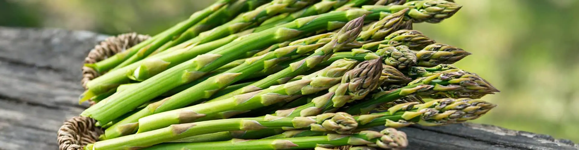 Photo of asparagus for companion plants article