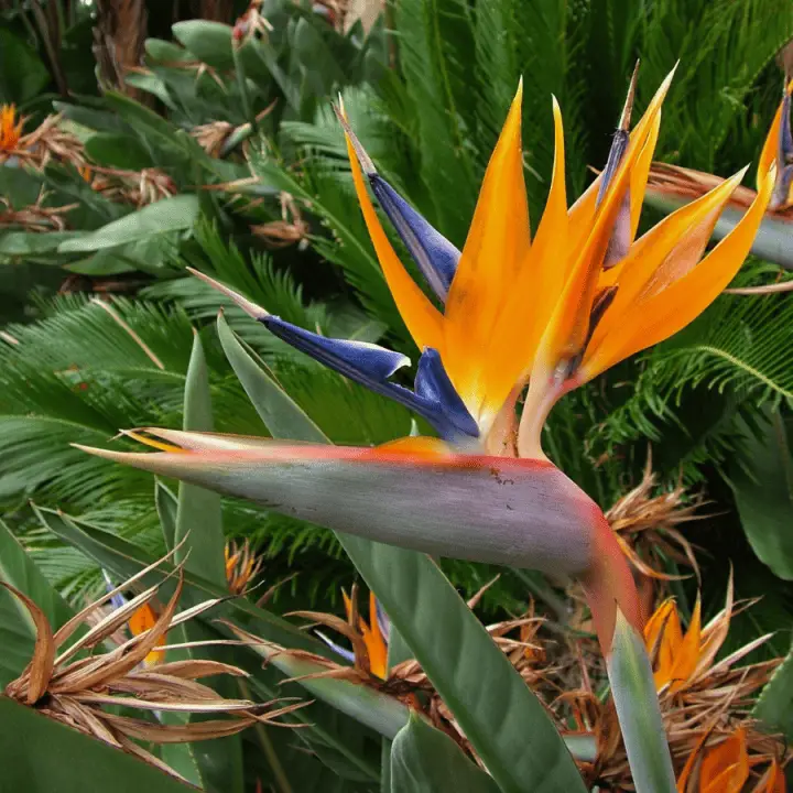 Bird of Paradise Flower