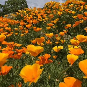 California Poppy - State Flower of California