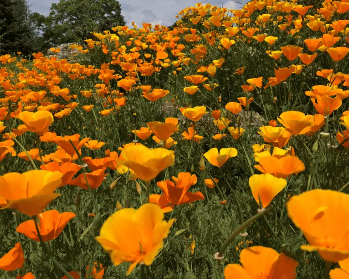 California Poppy - State Flower of California