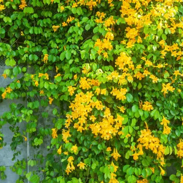 Esperanza Yellow Bell Flower
