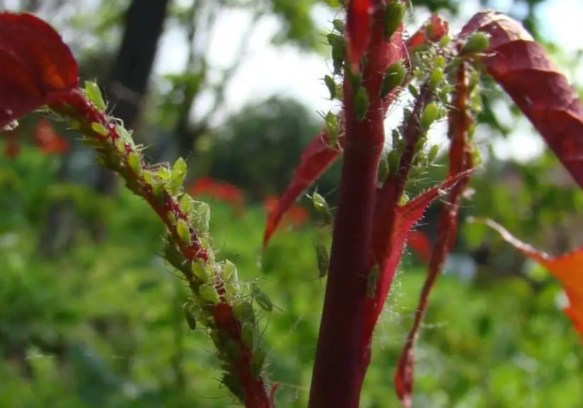 How to Handle Aphid Infestation