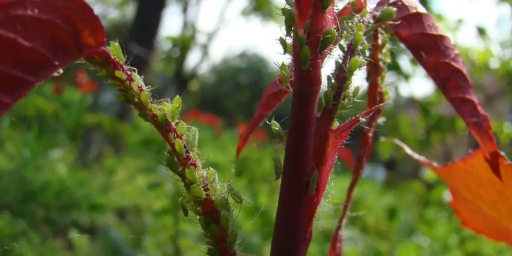 How to Handle Aphid Infestation