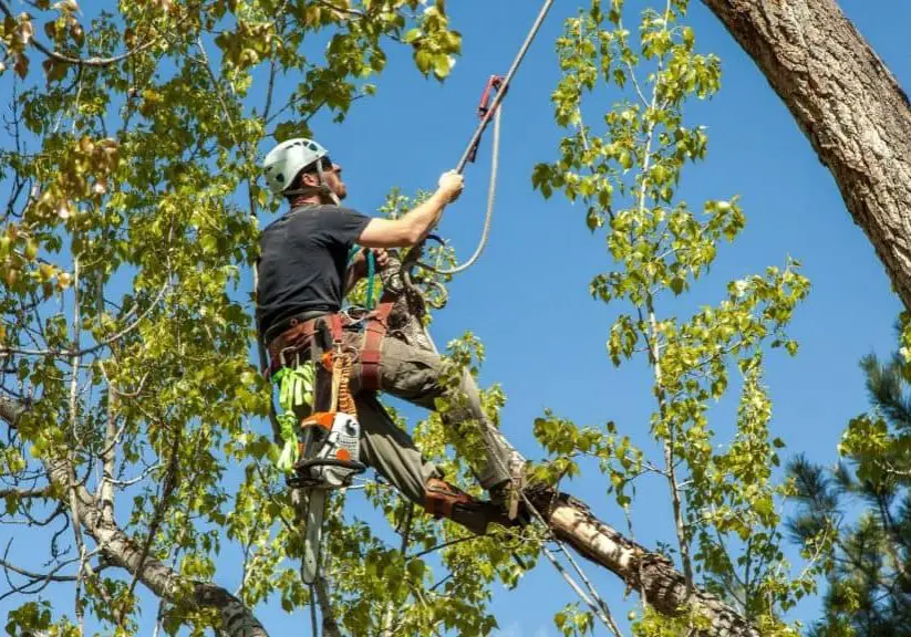 arborist climbing tree to trim the branches