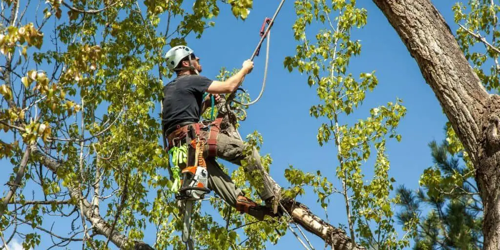 arborist climbing tree to trim the branches