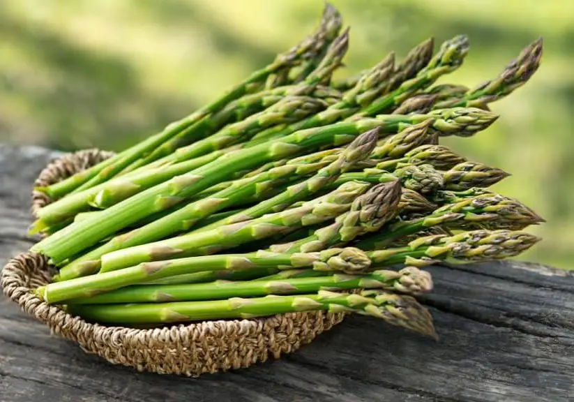 Photo of asparagus for companion plants article