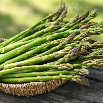 Photo of asparagus for companion plants article