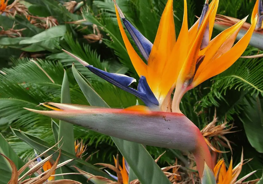 Bird of Paradise Flower