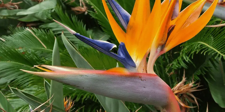 Bird of Paradise Flower