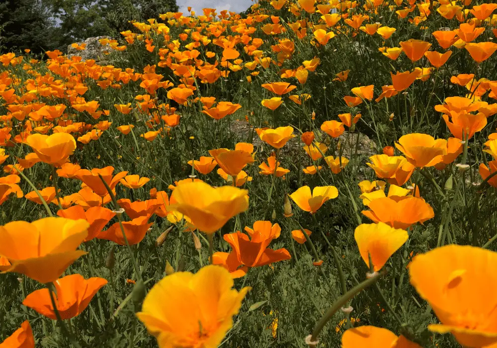 California Poppy - State Flower of California