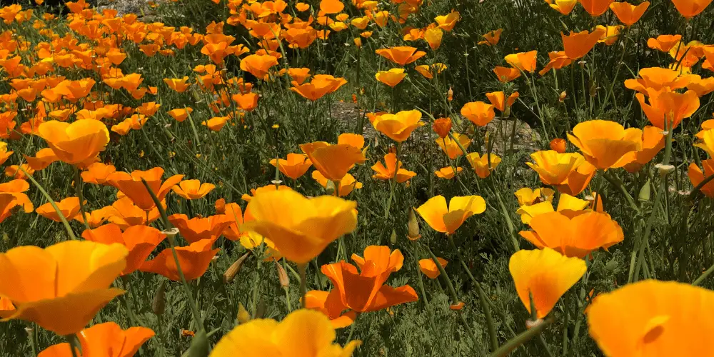 California Poppy - State Flower of California