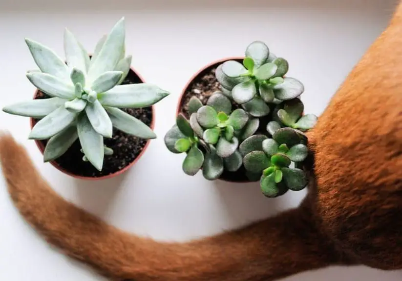 Are Succulents Poisonous to Cats? Here is a photo of a cat near two succulents