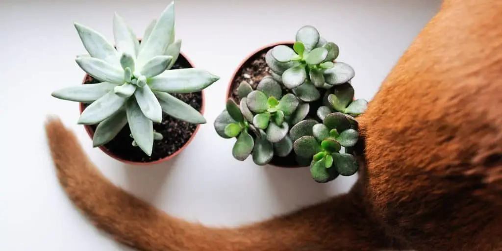 Are Succulents Poisonous to Cats? Here is a photo of a cat near two succulents